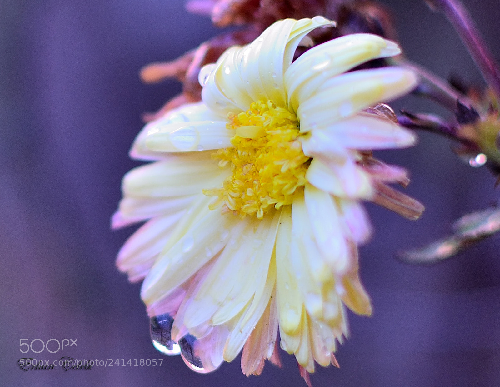Nikon D3100 sample photo. Winter flower photography