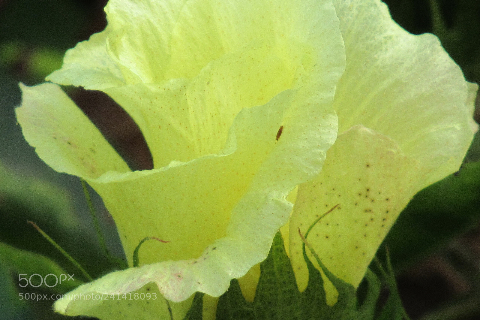 Canon PowerShot SX520 HS sample photo. Dark yellow flower photography