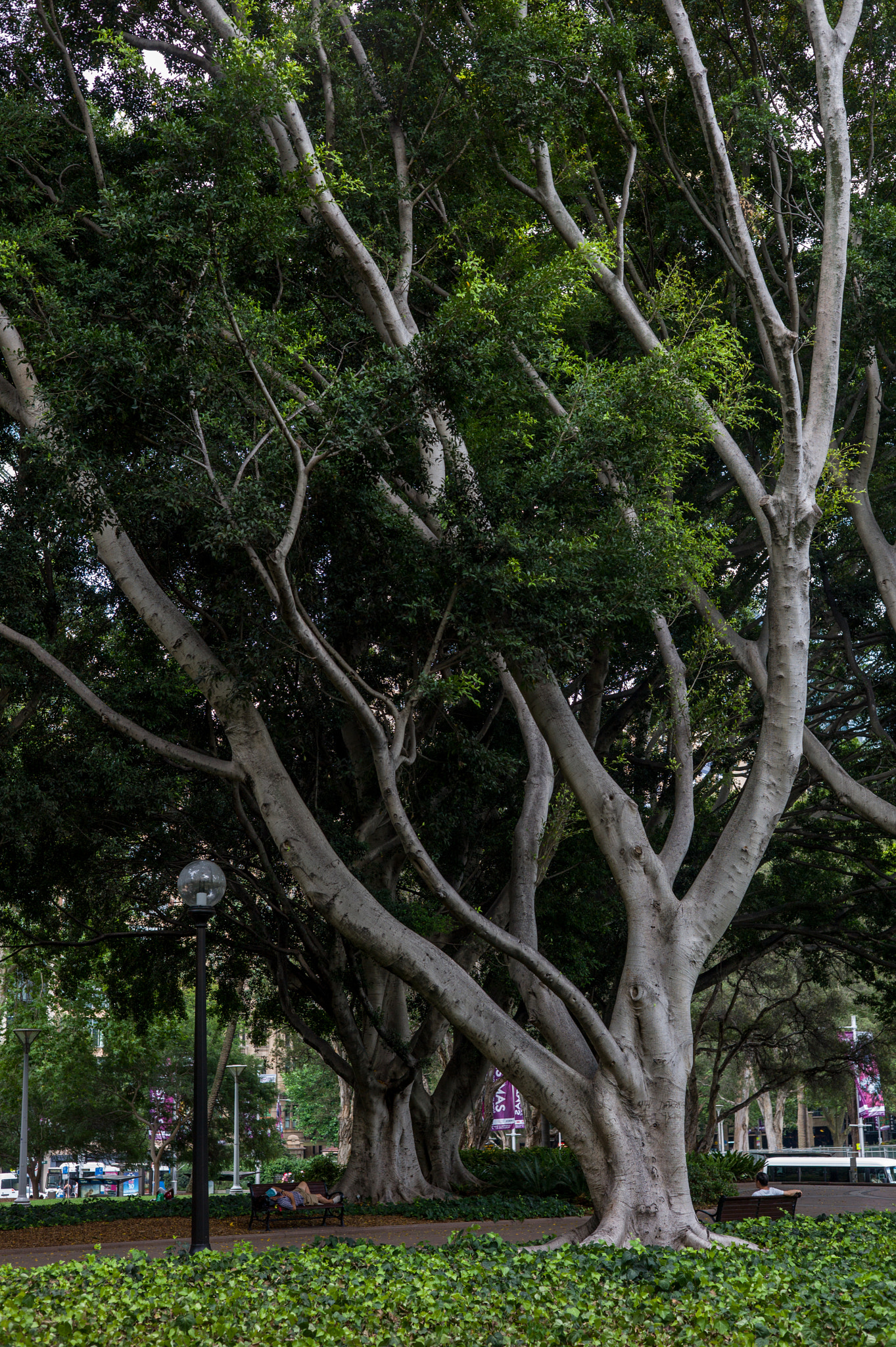 Leica M9 + Summicron-M 50mm f/2 (IV, V) sample photo. Tree photography