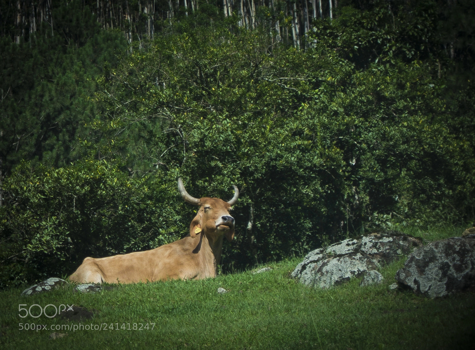 Nikon D3100 sample photo. Landscapes of south of photography