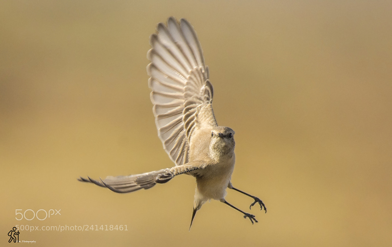 Nikon D7200 sample photo. Desert wheatear photography