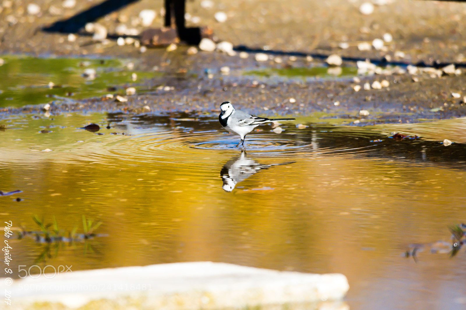 Nikon D7200 sample photo. Birdie photography