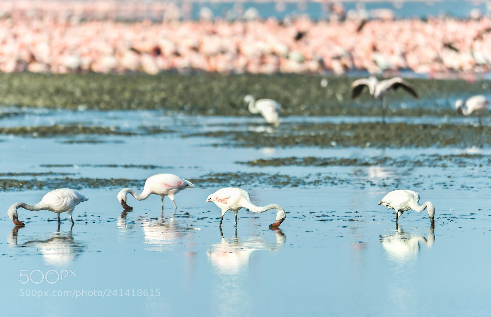 Nikon D700 sample photo. Flamingos in kenya, african photography