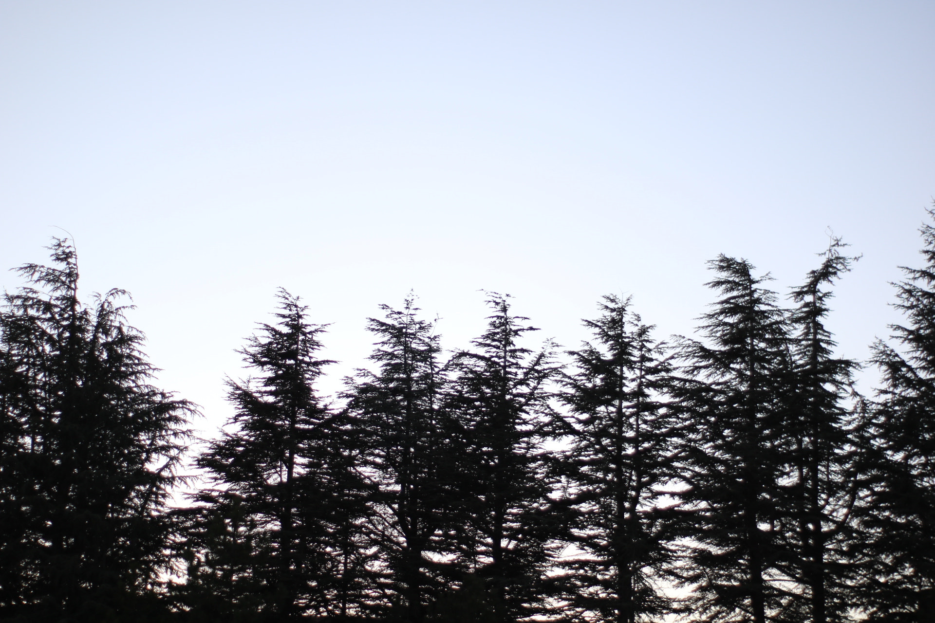 Canon 50mm sample photo