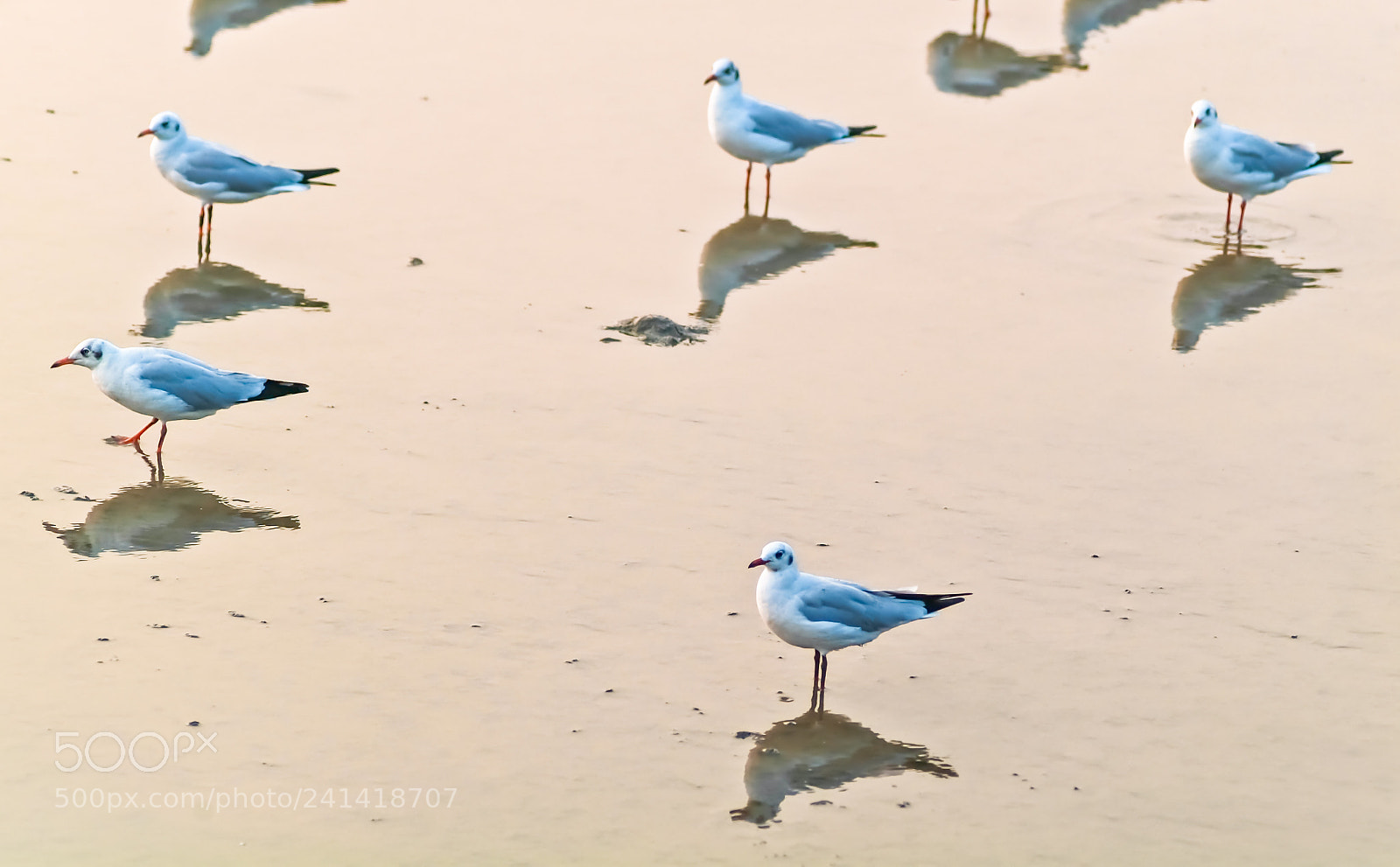 Fujifilm FinePix S3 Pro sample photo. Group of seagull at photography