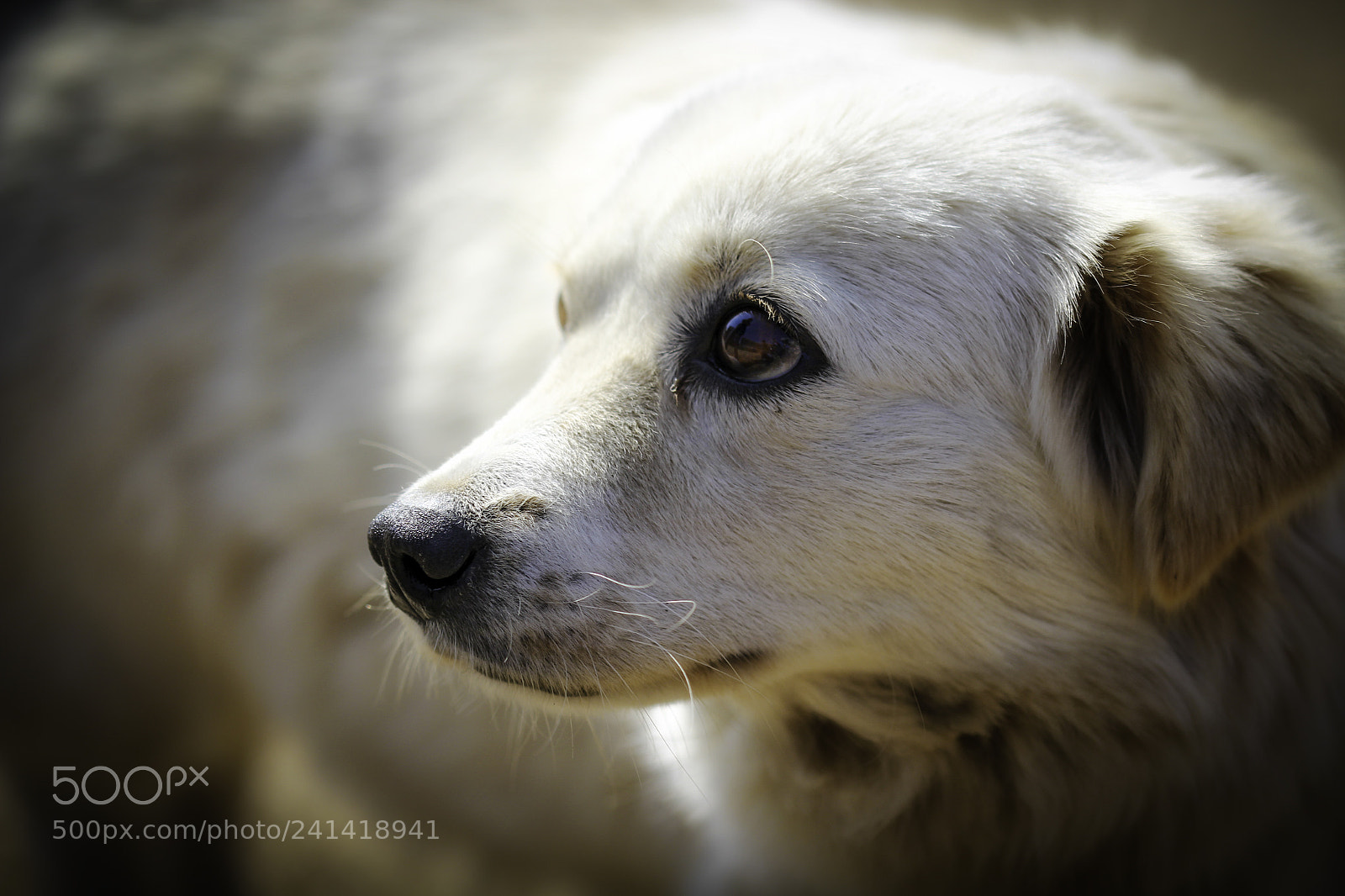Canon EOS 650D (EOS Rebel T4i / EOS Kiss X6i) sample photo. Doggo photography