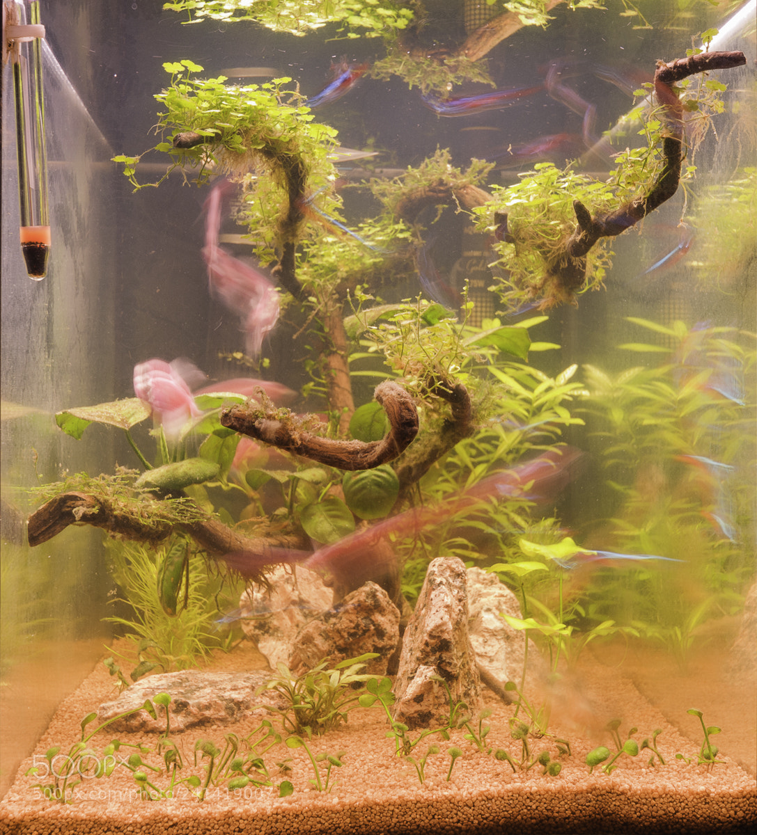 Nikon D300S sample photo. Fish tank photography