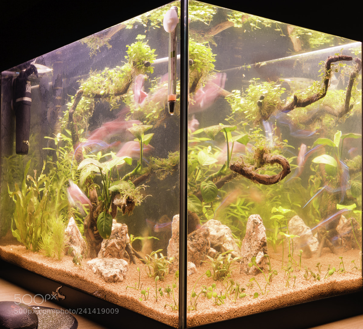 Nikon D300S sample photo. Fish tank photography