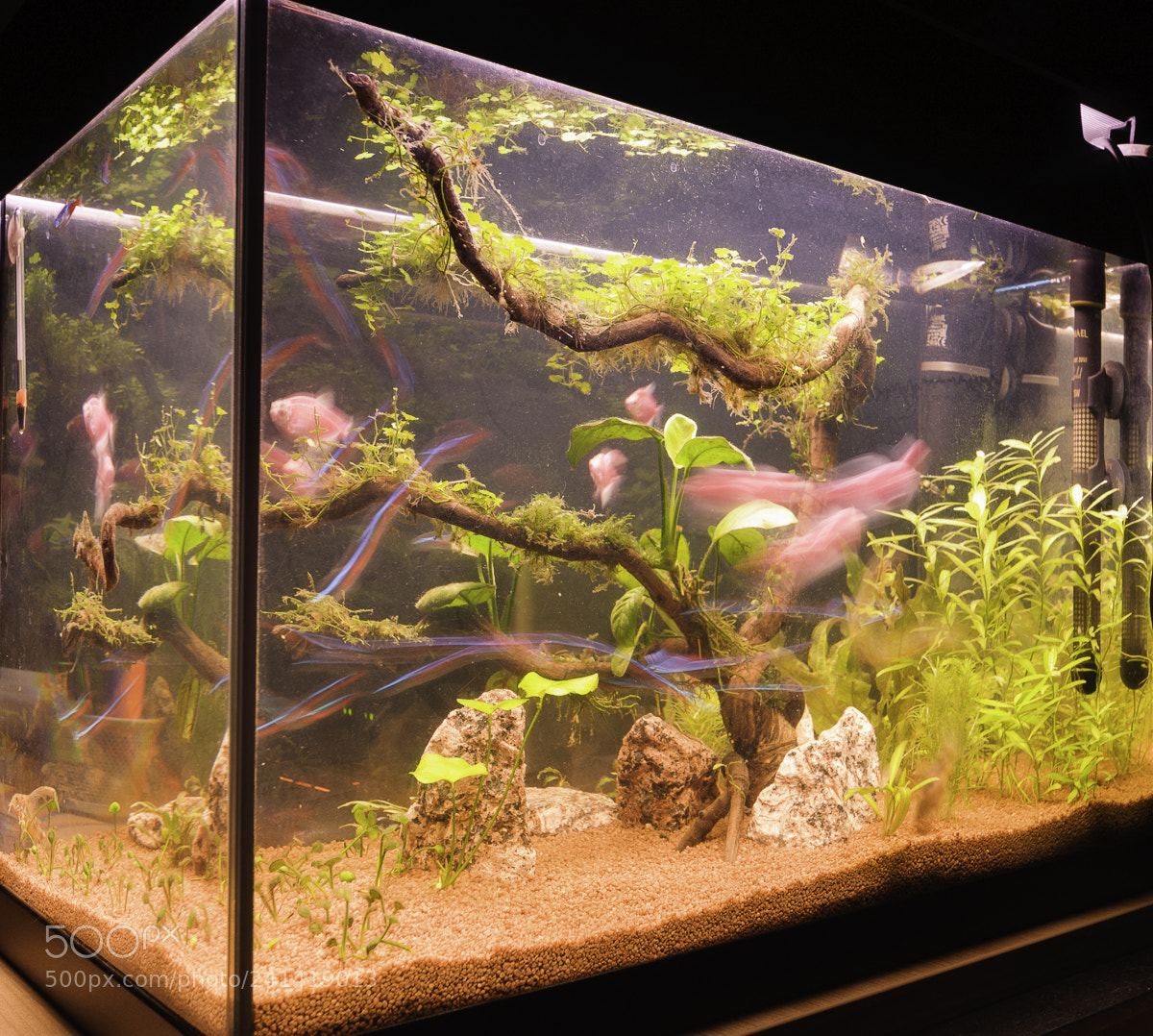 Nikon D300S sample photo. Fish tank photography