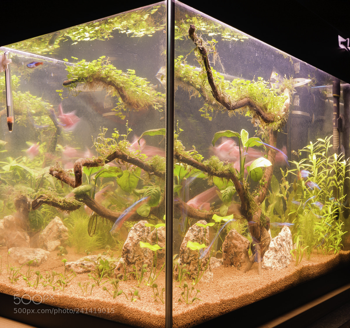 Nikon D300S sample photo. Fish tank photography