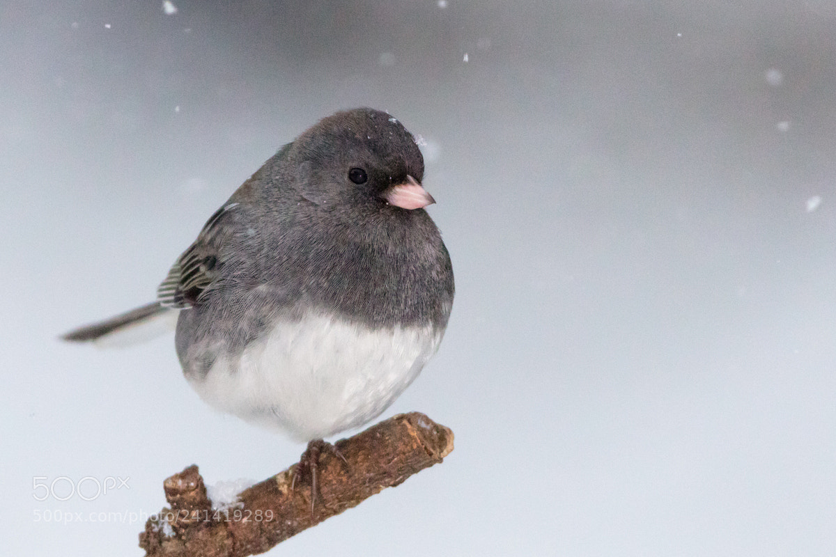 Canon EOS 5DS R sample photo. Dark-eyed junco photography