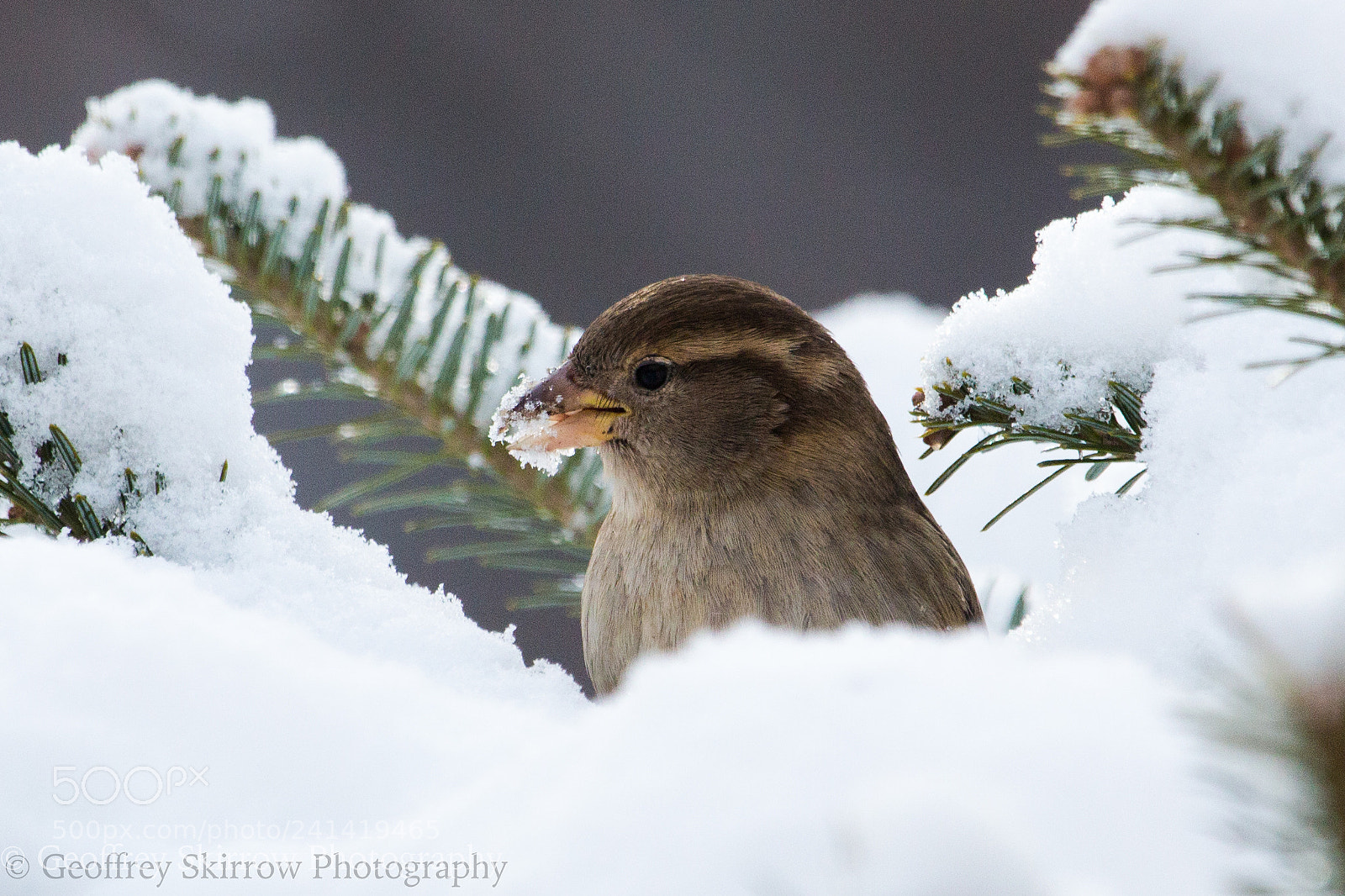Canon EOS 650D (EOS Rebel T4i / EOS Kiss X6i) sample photo. Female house sparrow photography