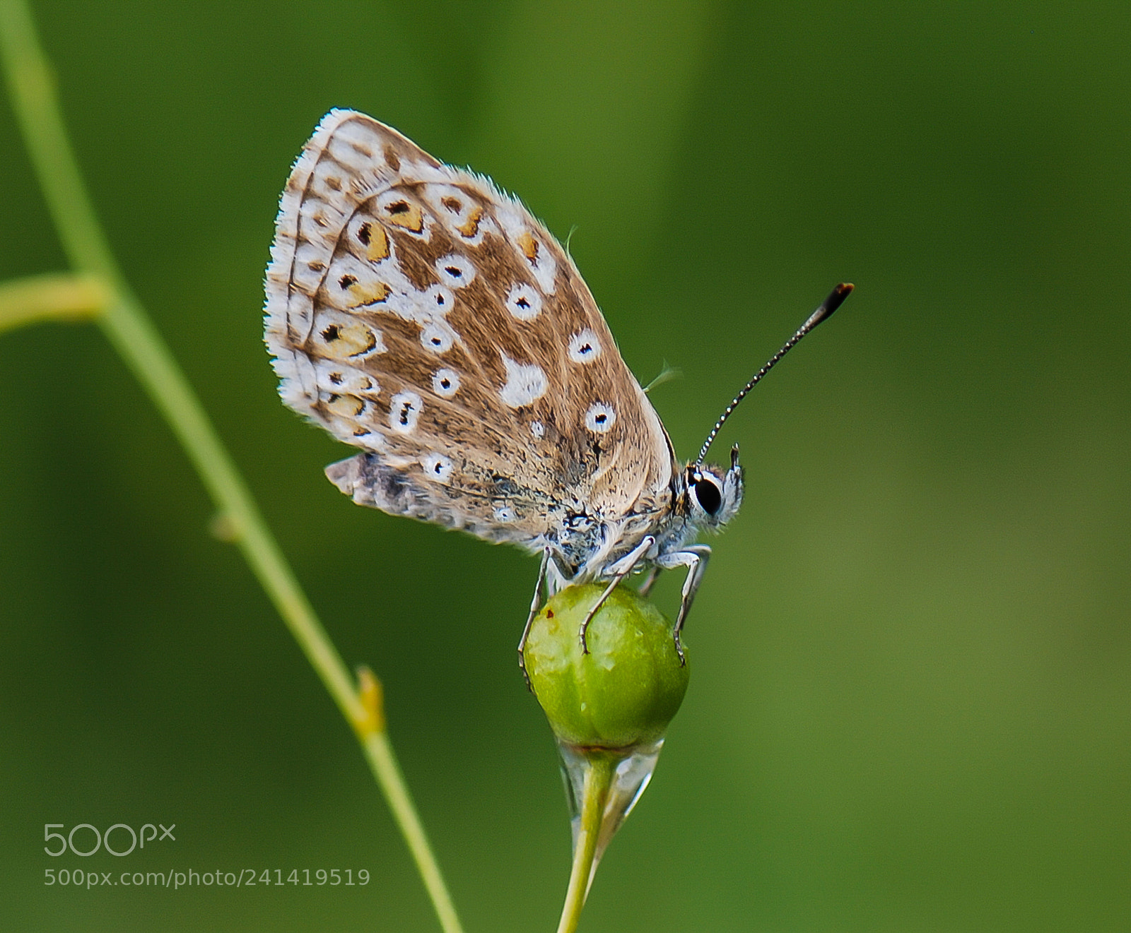 Nikon D80 sample photo. Butterfly photography