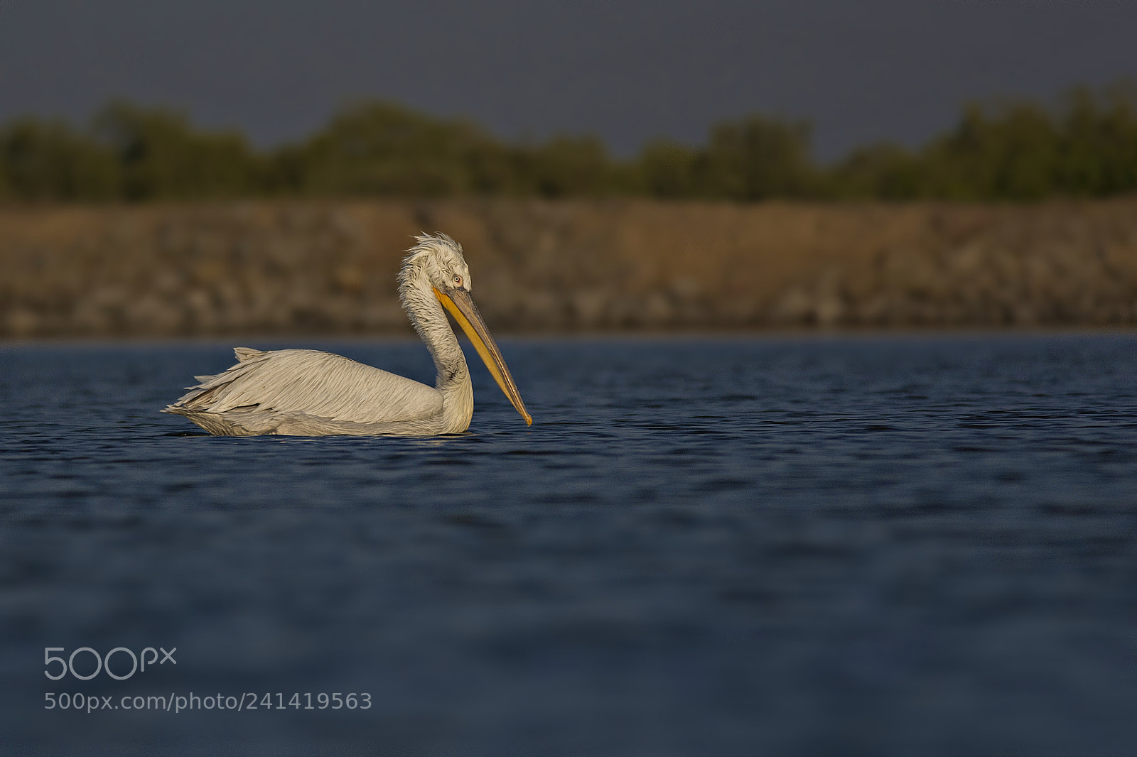Nikon D7100 sample photo. Great white pelican photography
