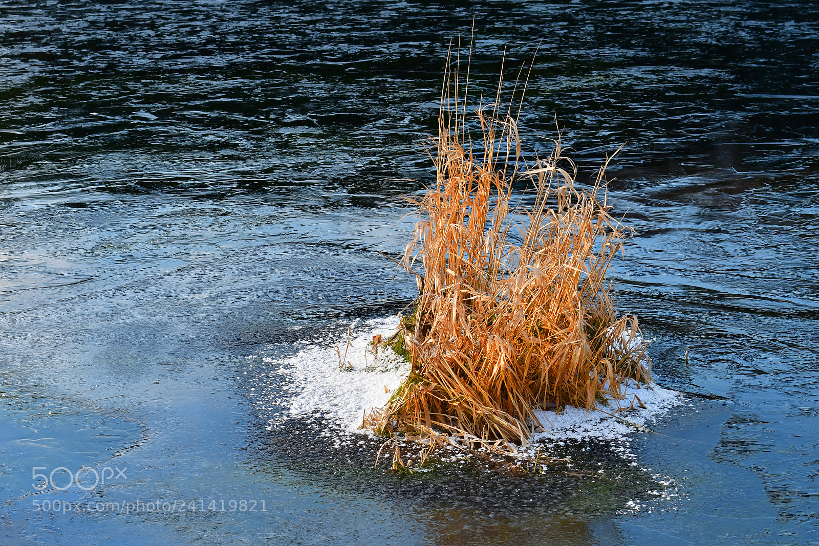 Nikon D500 sample photo. A bit winter photography