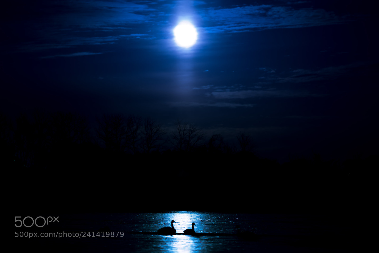 Nikon D800 sample photo. Night swan photography