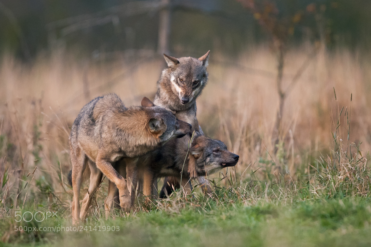 Canon EOS-1D Mark III sample photo. Wolf pack photography