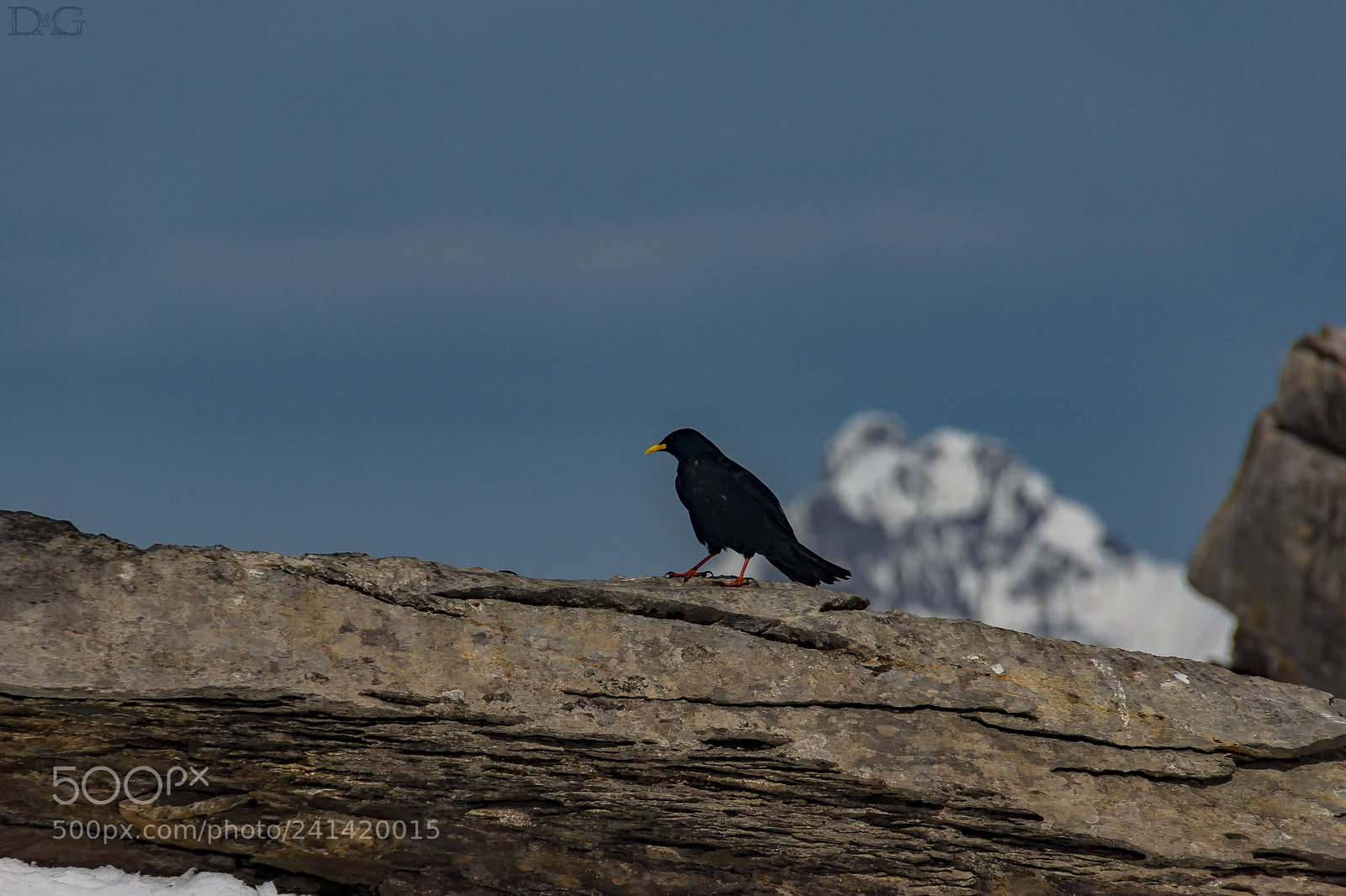 Sony SLT-A77 sample photo. Pyrrhocorax graculus - 05 photography
