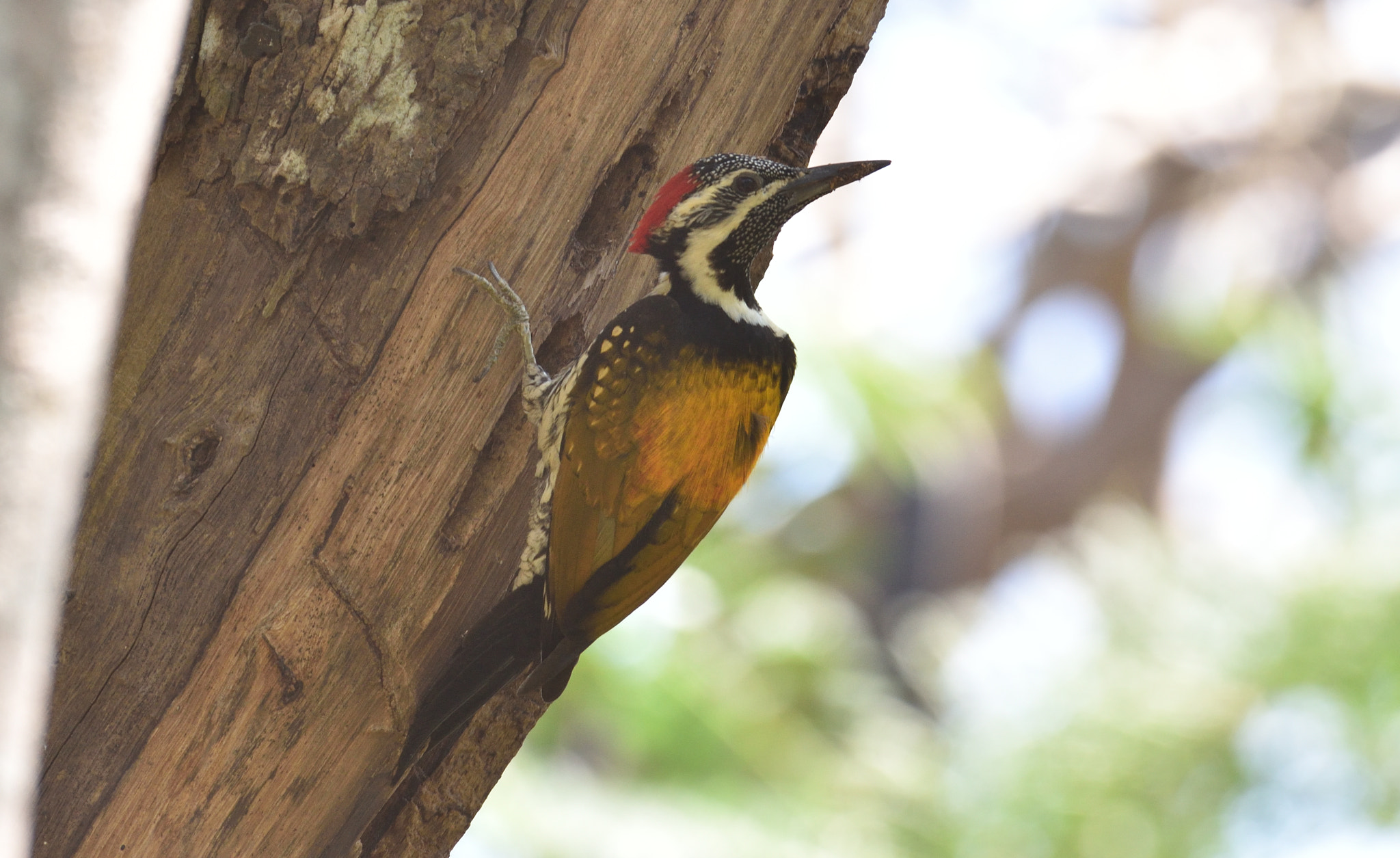 Nikon AF-S Nikkor 200-500mm F5.6E ED VR sample photo. Goldenback woodpecker photography