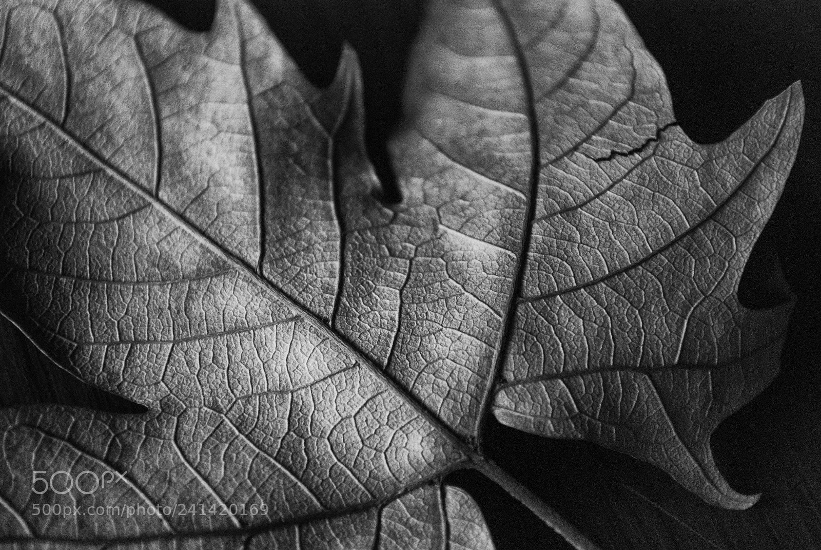Nikon D80 sample photo. Veins photography