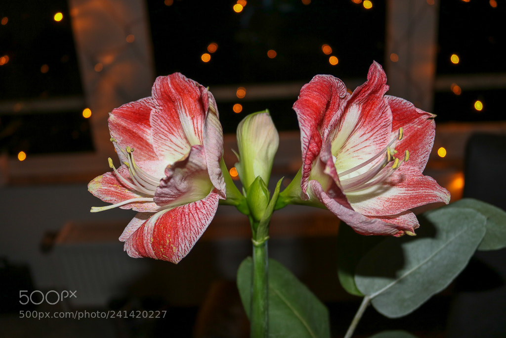 Canon EOS 750D (EOS Rebel T6i / EOS Kiss X8i) sample photo. Img photography