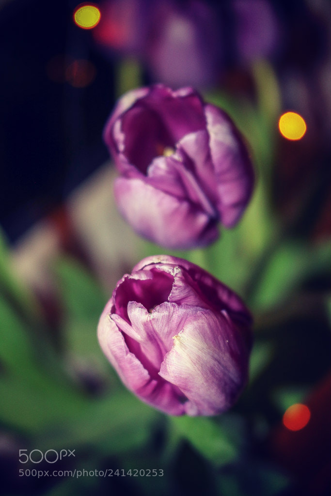Canon EOS 750D (EOS Rebel T6i / EOS Kiss X8i) sample photo. Img photography