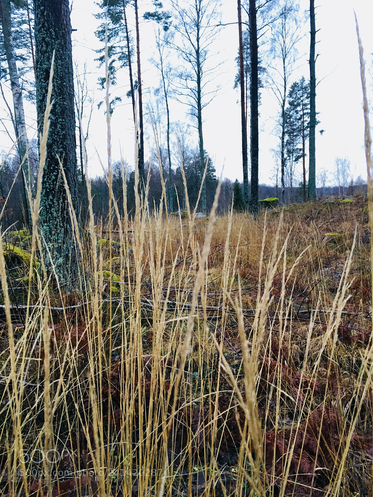 Apple iPhone 6s sample photo. Tall weed photography