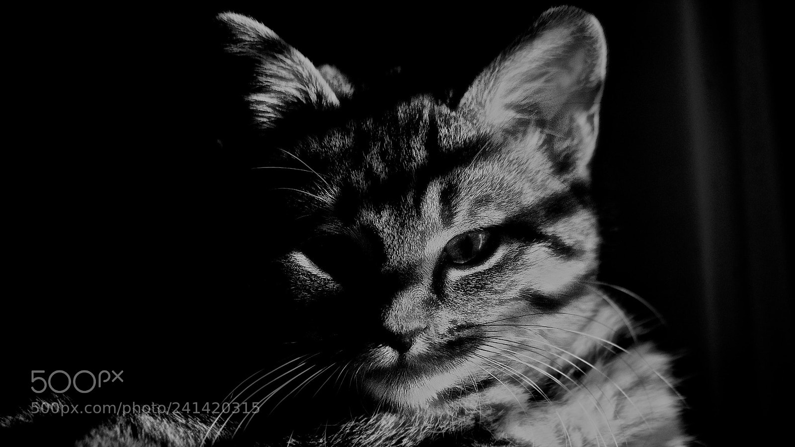 Pentax K-1 sample photo. Lurking photography
