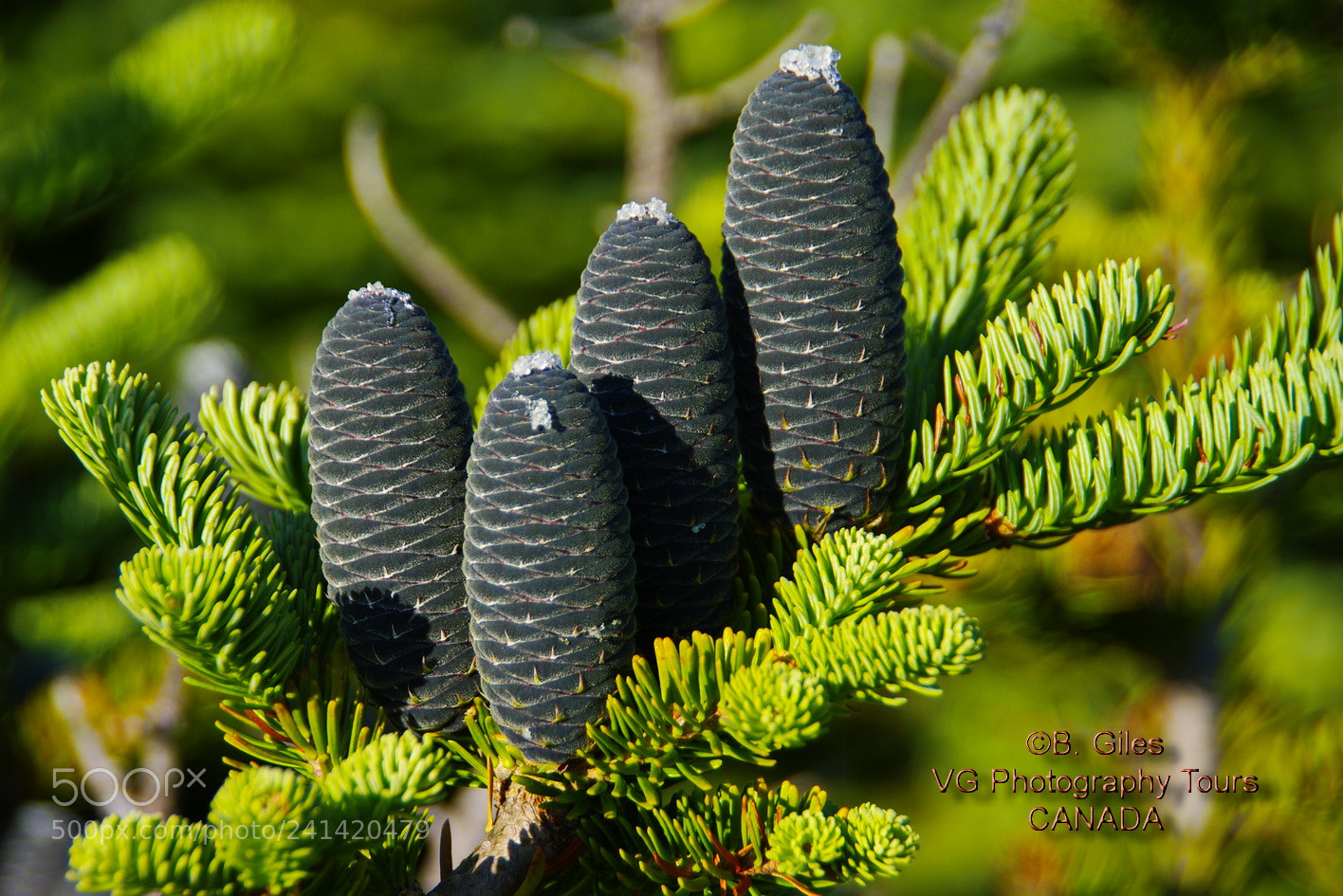 Pentax K20D sample photo. Black spruce photography