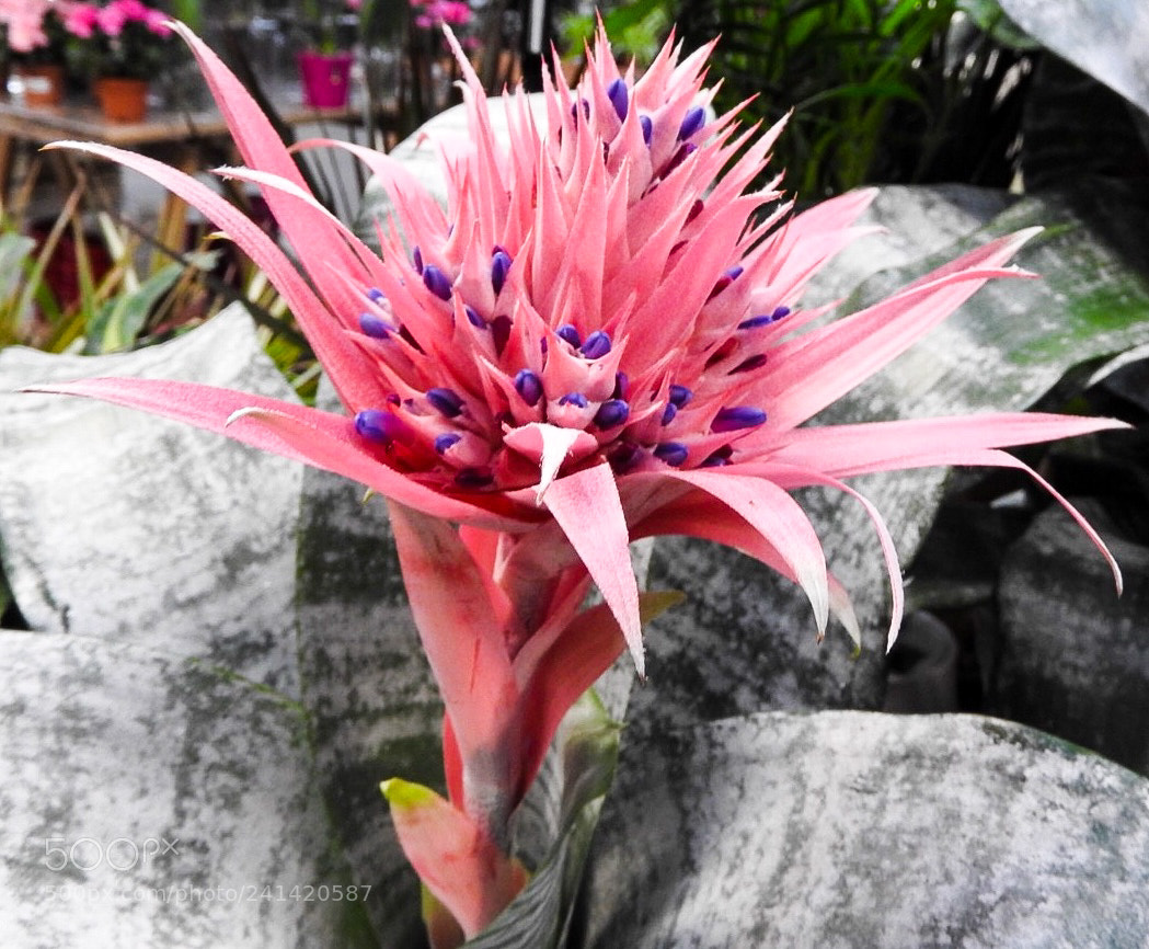 Nikon Coolpix P610 sample photo. Cactus flower photography
