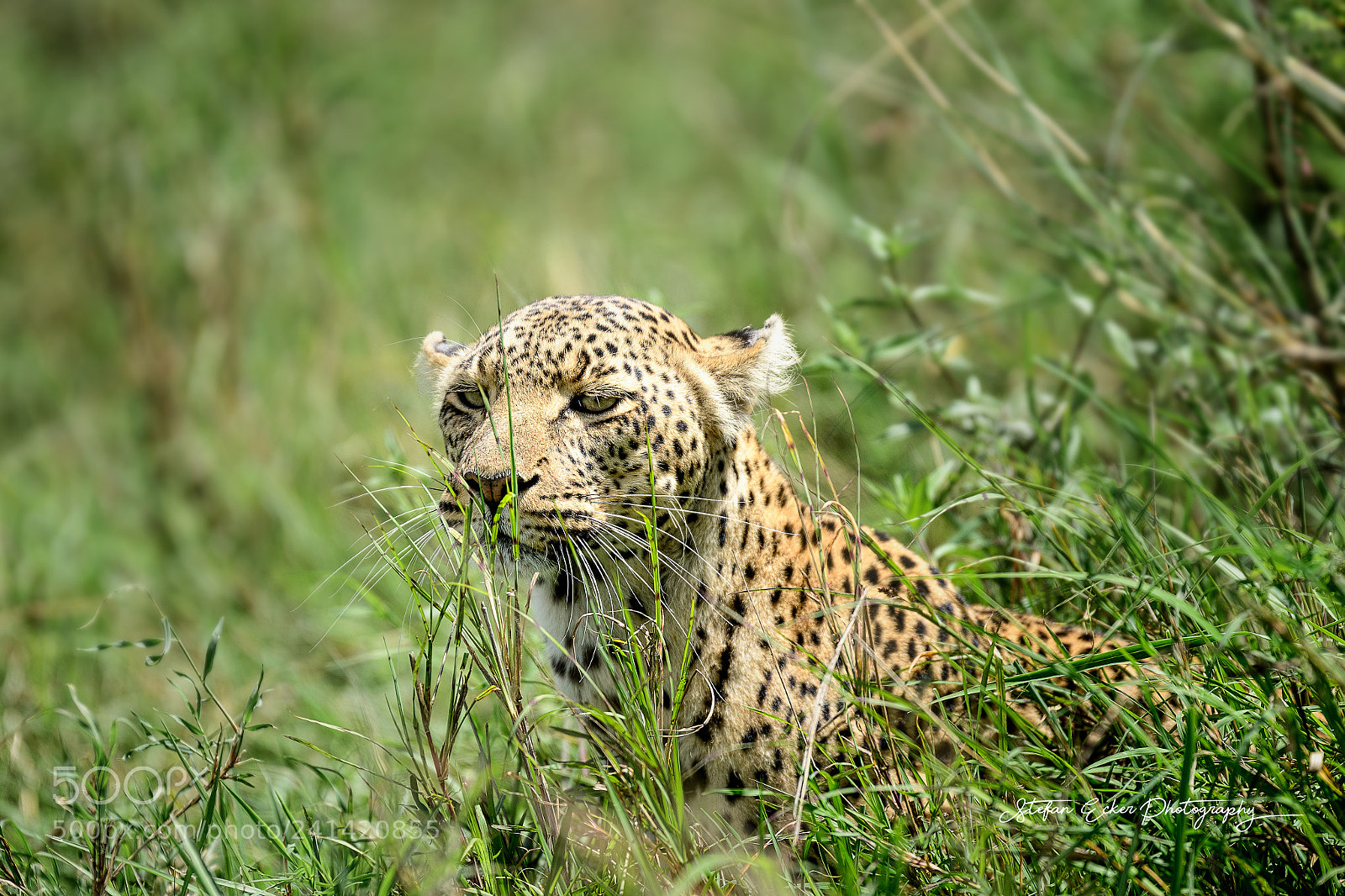 Nikon D500 sample photo. Leopard photography