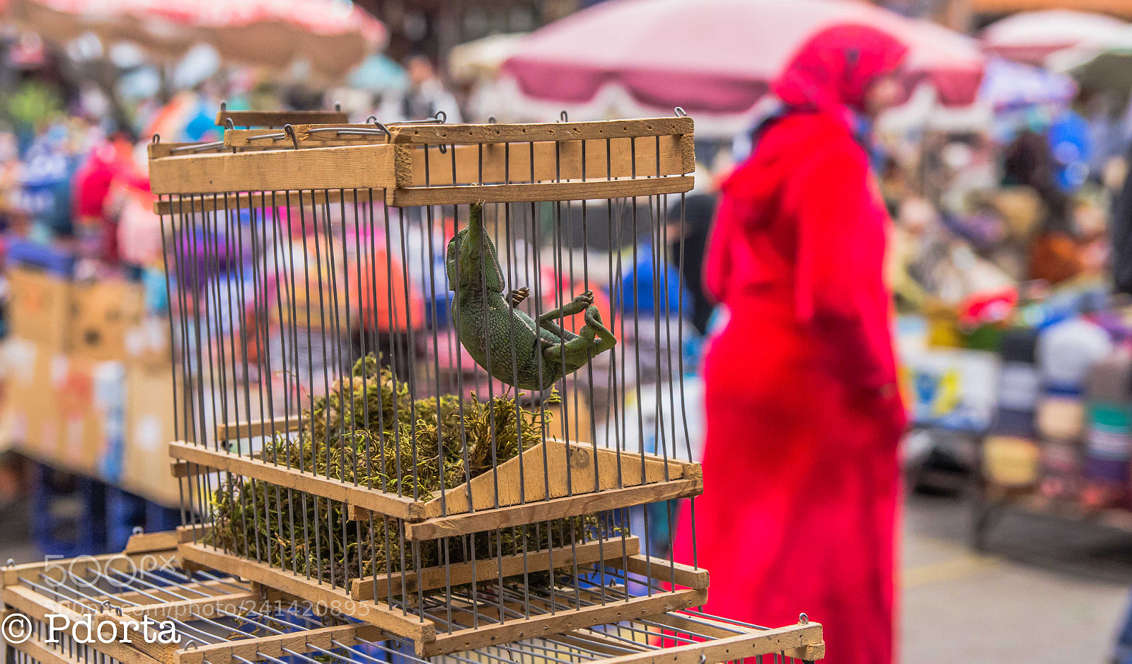 Pentax K-5 sample photo. Chameleon, marrakech photography
