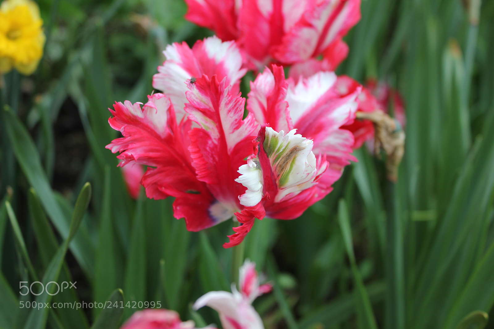 Canon EF-S 18-55mm F3.5-5.6 IS sample photo. Tulips edward's gardens toronto photography