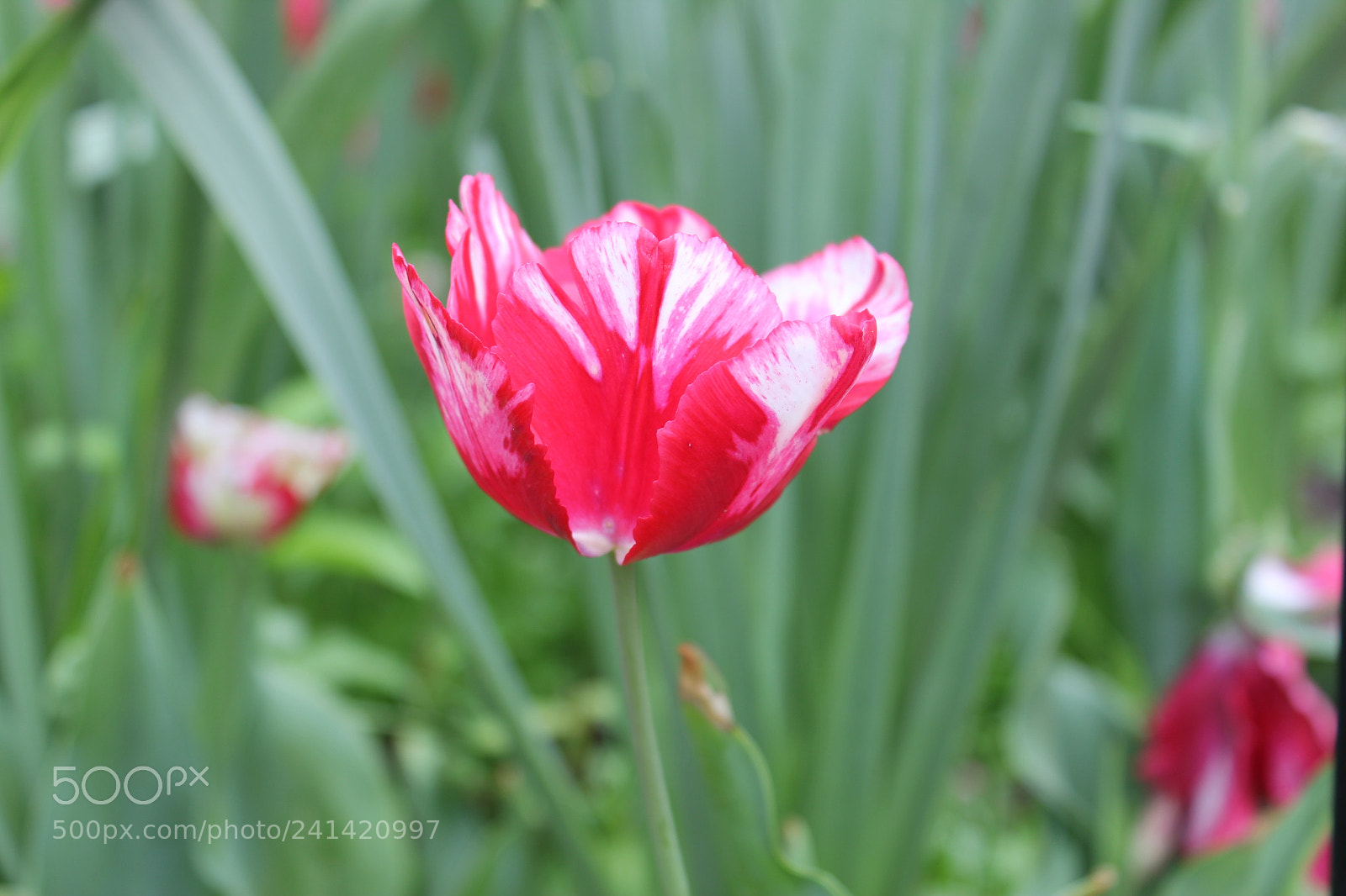 Canon EF-S 18-55mm F3.5-5.6 IS sample photo. Tulips edward's gardens toronto photography