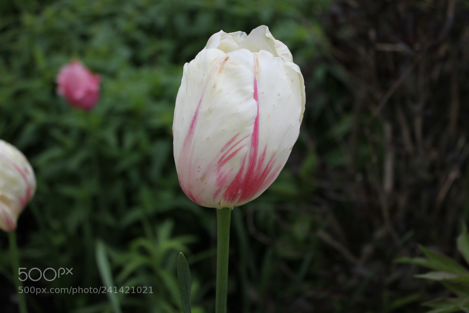 Canon EF-S 18-55mm F3.5-5.6 IS sample photo. Tulips edward's gardens toronto photography