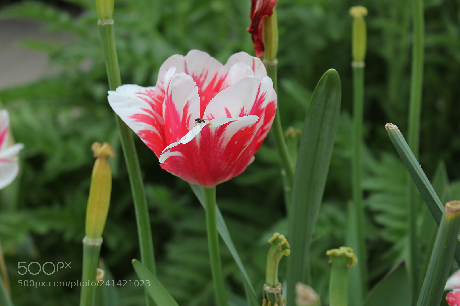 Canon EF-S 18-55mm F3.5-5.6 IS sample photo. Tulips edward's gardens toronto photography