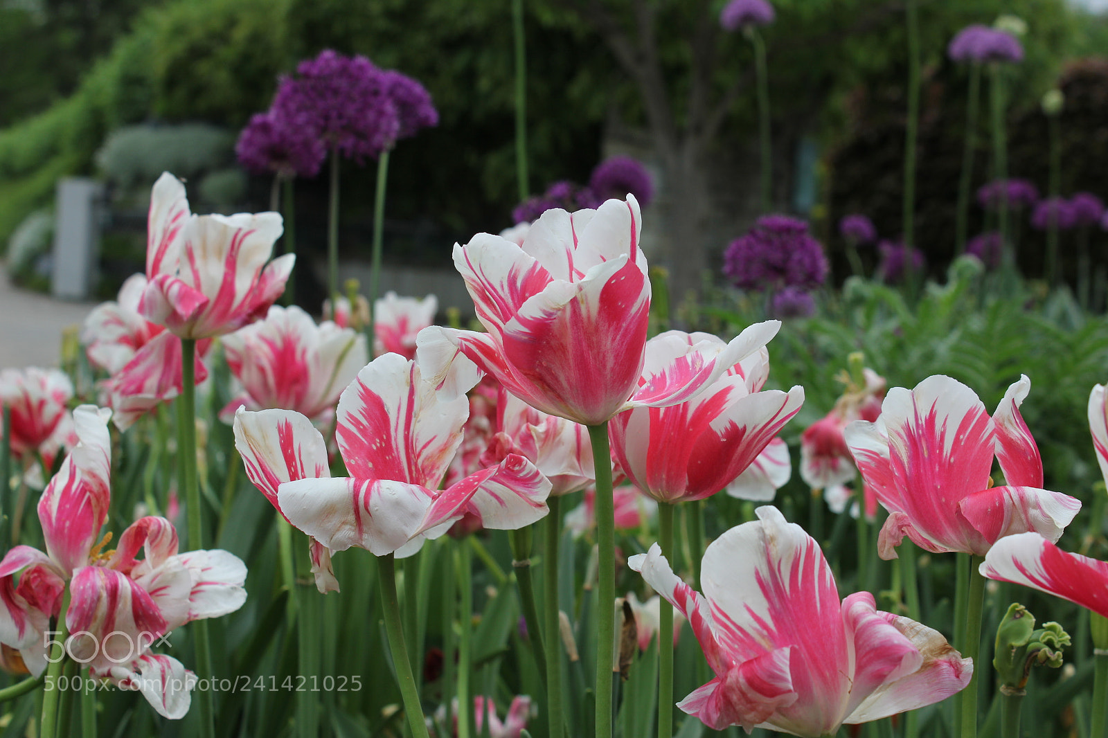 Canon EF-S 18-55mm F3.5-5.6 IS sample photo. Tulips edward's gardens toronto photography