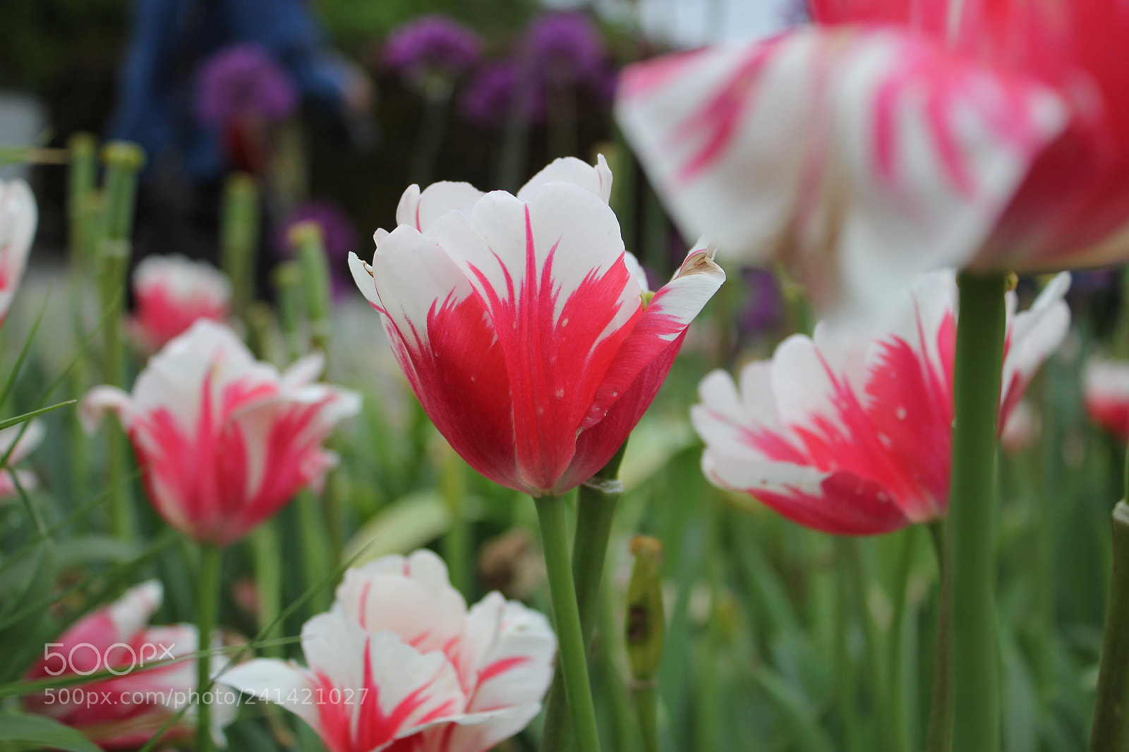Canon EF-S 18-55mm F3.5-5.6 IS sample photo. Tulips edward's gardens toronto photography
