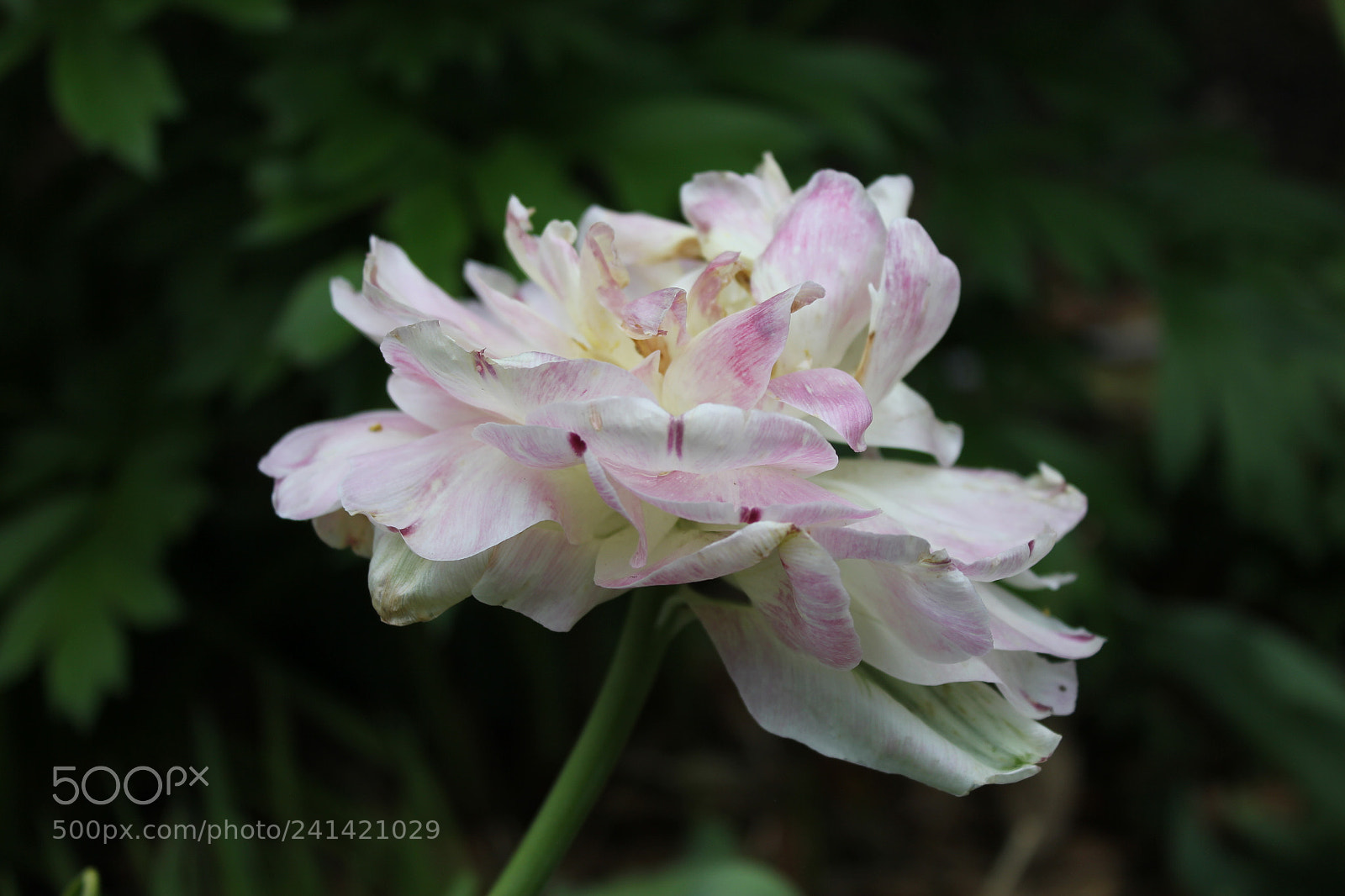 Canon EF-S 18-55mm F3.5-5.6 IS sample photo. Tulips edward's gardens toronto photography
