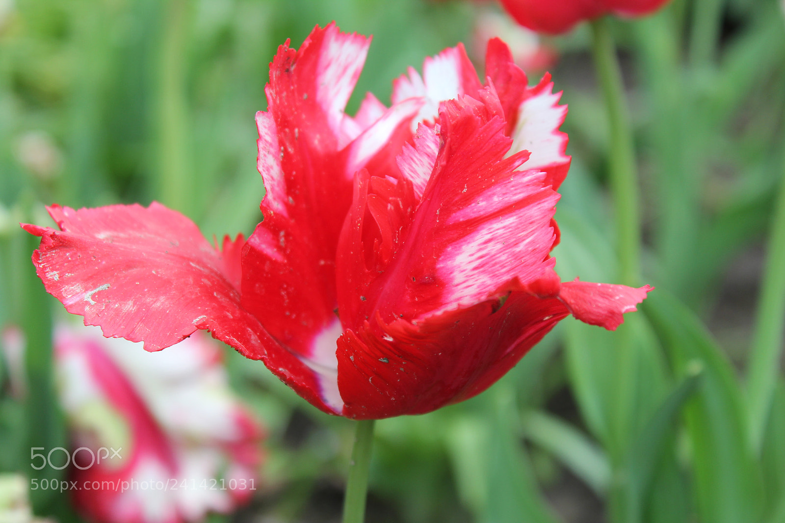 Canon EF-S 18-55mm F3.5-5.6 IS sample photo. Tulips edward's gardens toronto photography