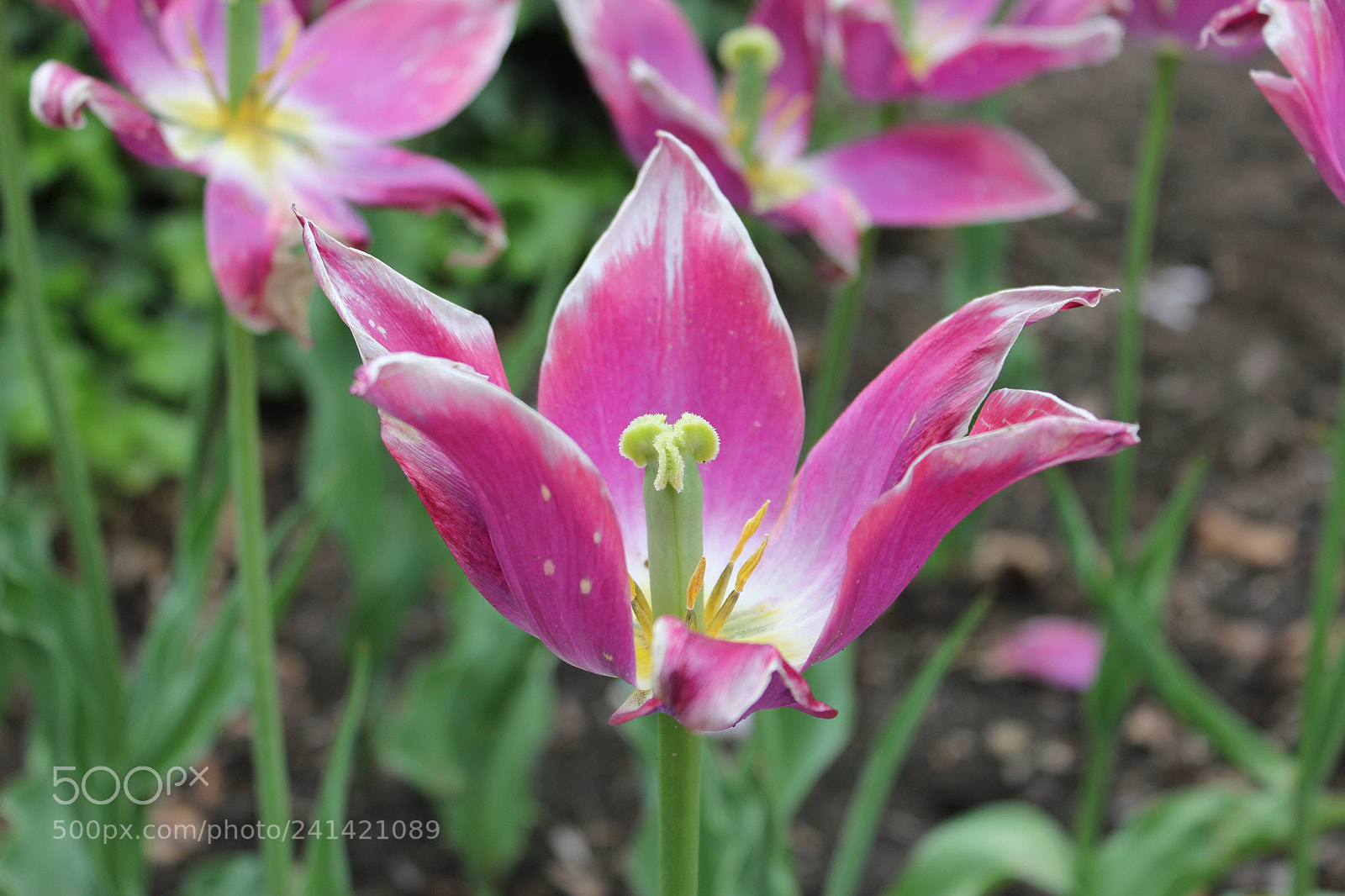 Canon EF-S 18-55mm F3.5-5.6 IS sample photo. Tulips edward's gardens toronto photography