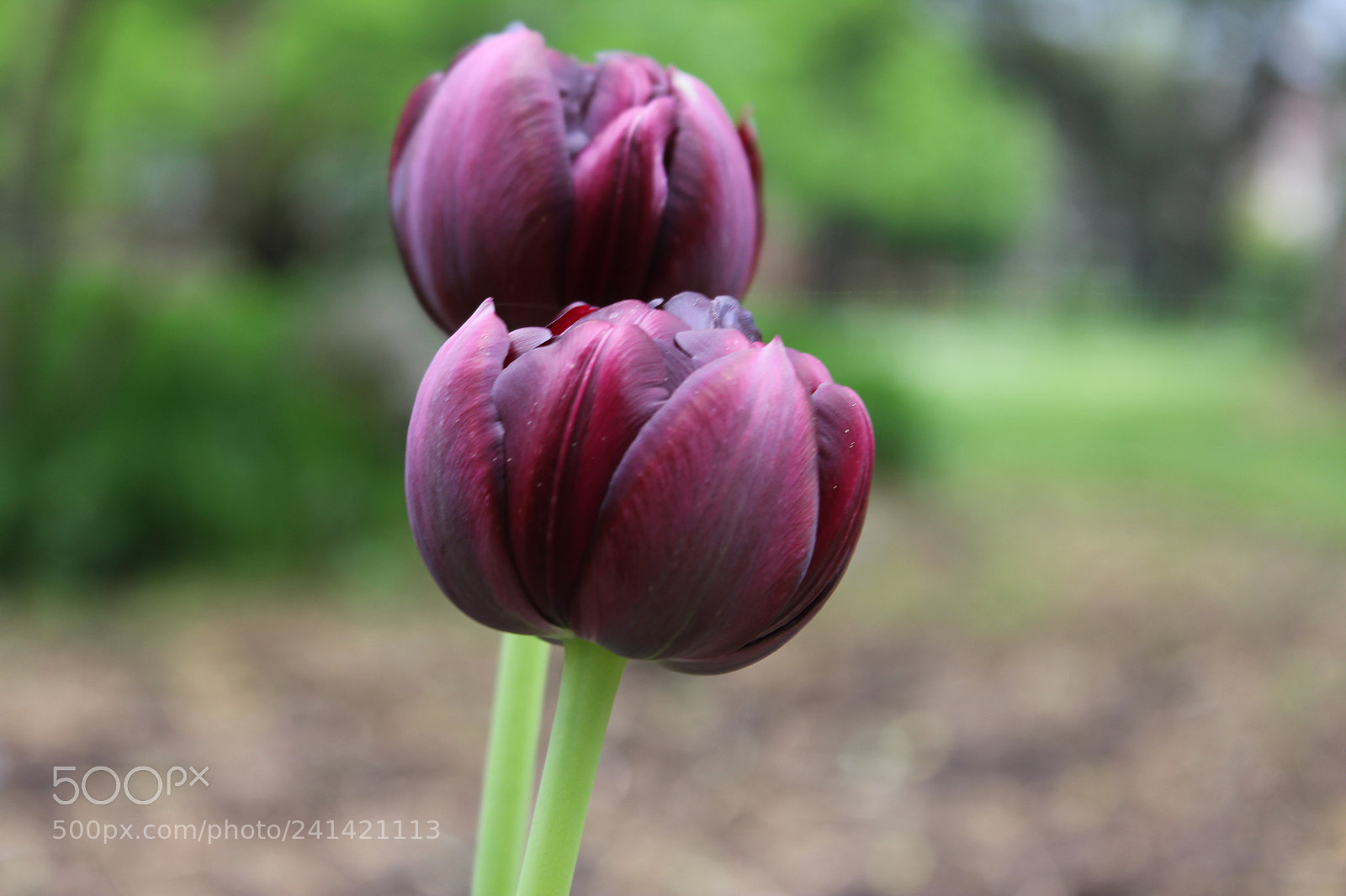 Canon EF-S 18-55mm F3.5-5.6 IS sample photo. Tulips edward's gardens toronto photography