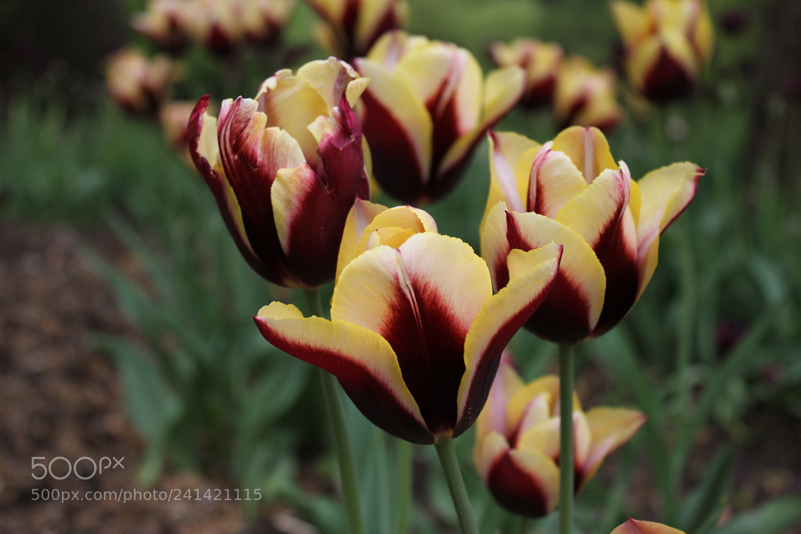 Canon EF-S 18-55mm F3.5-5.6 IS sample photo. Tulips edward's gardens toronto photography