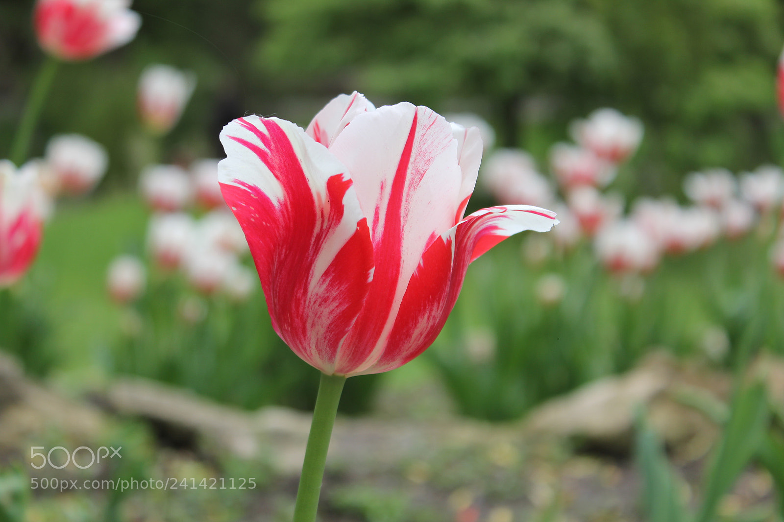 Canon EF-S 18-55mm F3.5-5.6 IS sample photo. Tulips edward's gardens toronto photography