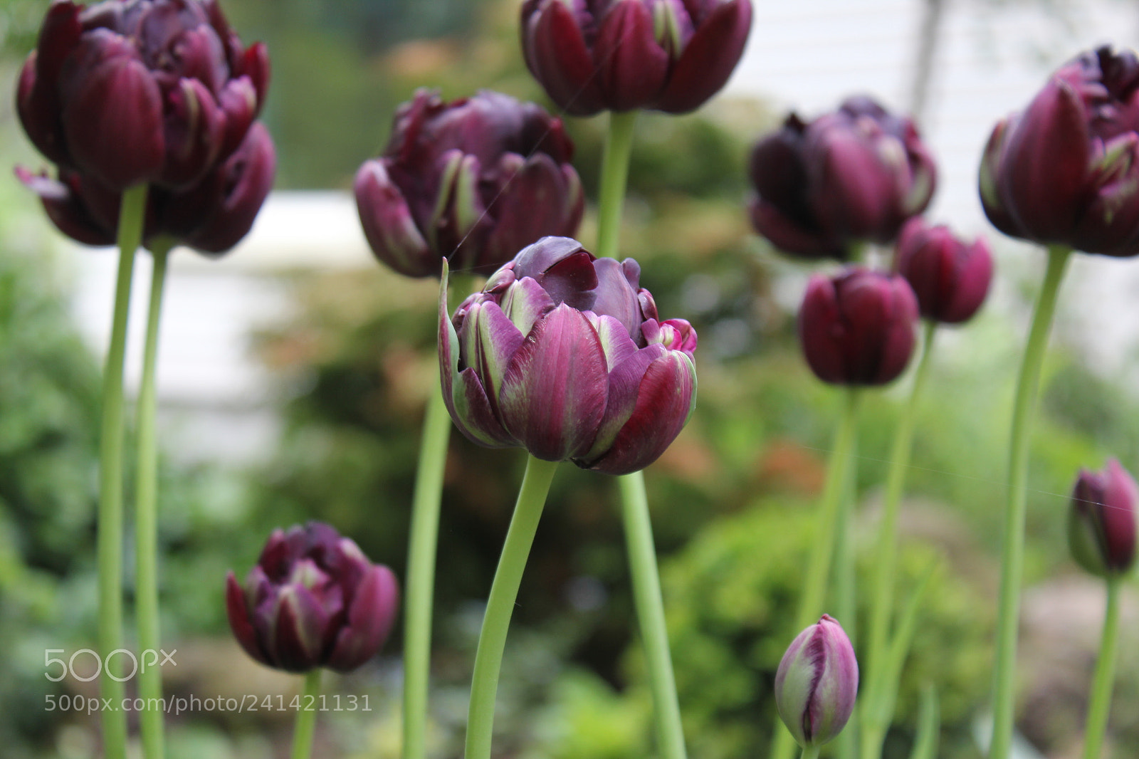Canon EF-S 18-55mm F3.5-5.6 IS sample photo. Tulips edward's gardens toronto photography