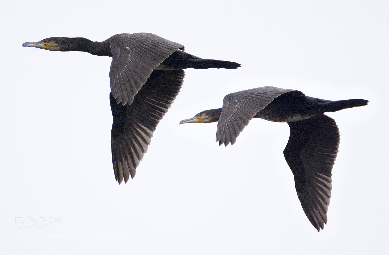 Nikon D7100 sample photo. Cormorants in a grey photography