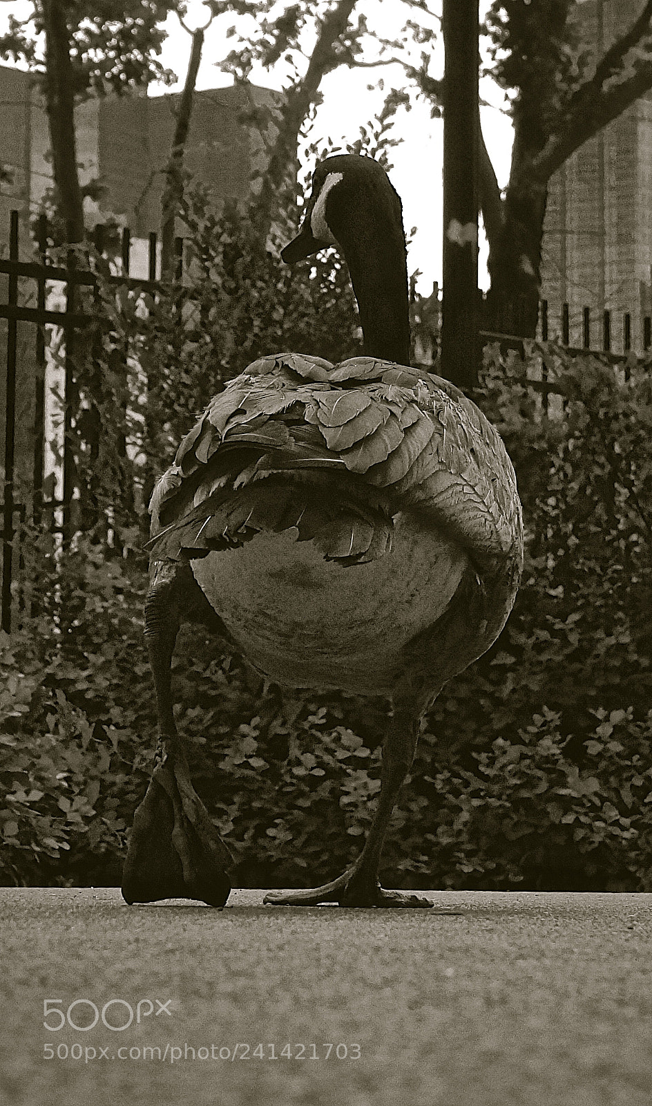 Sony Alpha NEX-3N sample photo. Waddle, roosevelt island photography