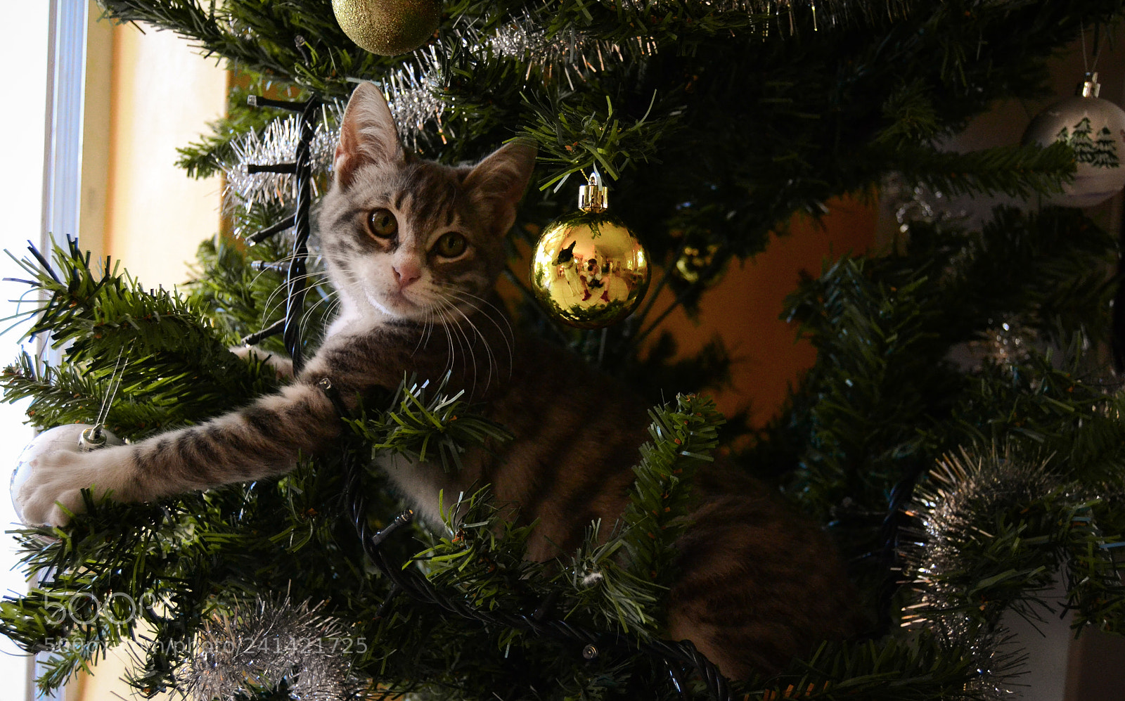 Nikon D3100 sample photo. Christmas cat photography