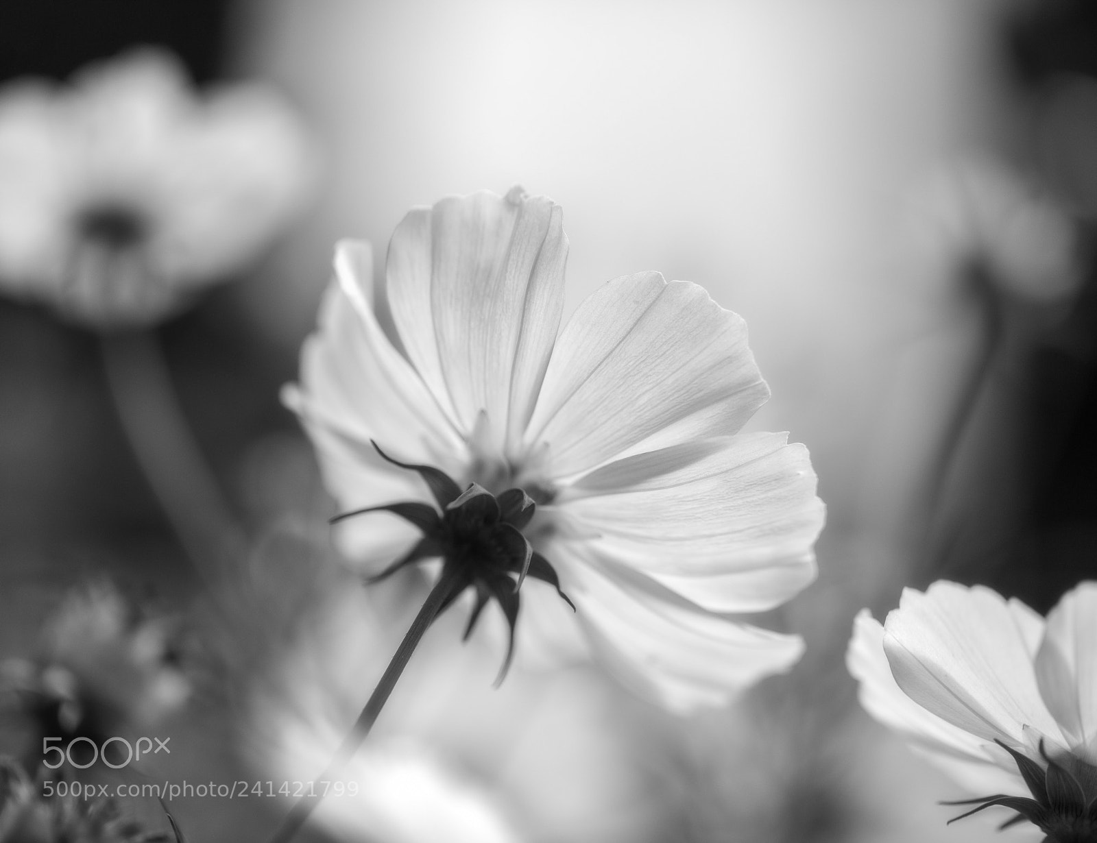 Canon EOS 5DS R sample photo. No name01 photography