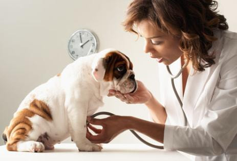 Dog Ear Cleaning Solution – Best CBD Pet Store